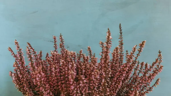 Κοντινό Πλάνο Του Ροζ Φυτού Στην Επιφάνεια Του Πράσινου Νερού — Φωτογραφία Αρχείου