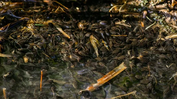 Staart Aquatische Larve Van Een Amfibie Kikker Pad Salamander Salamander — Stockfoto