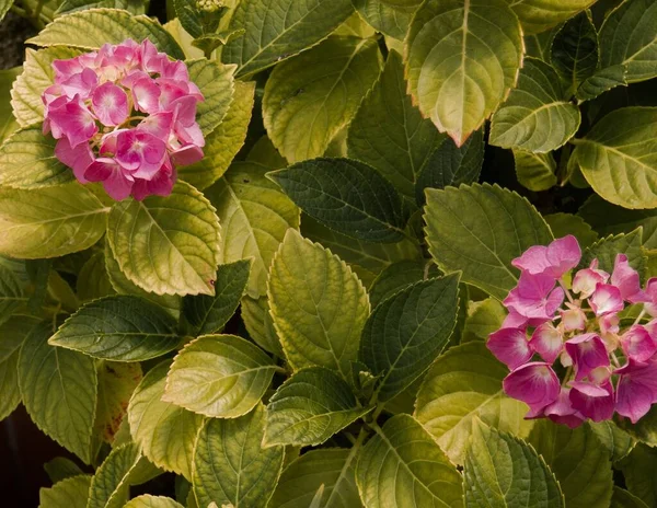 Sebuah Gambar Closeup Dari Bunga Hydrangea Merah Muda Mekar Taman — Stok Foto