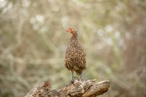 背景がぼやけている木の枝にエキゾチックな鳥の選択的な焦点ショット — ストック写真