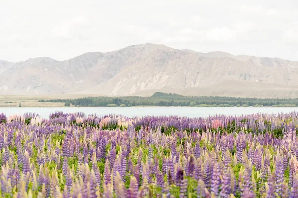 Чудовий Виріб Квіткового Поля Біля Озера Текапо Нова Зеландія — стокове фото