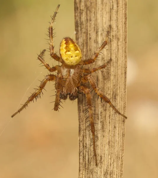 Foto Una Araña Depredador Caza — Foto de Stock