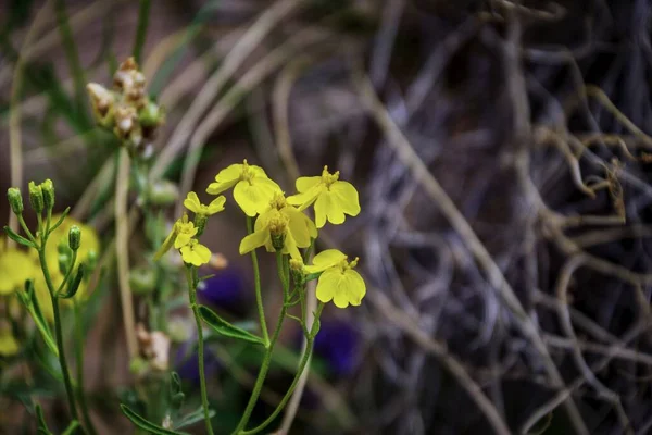 Close Belas Flores Amarelas Encontradas Trilha Ponte Hickman Parque Nacional — Fotografia de Stock