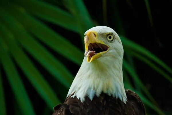 Detailní Záběr Amerického Orla Bělohlavého Otevřeným Zobákem — Stock fotografie