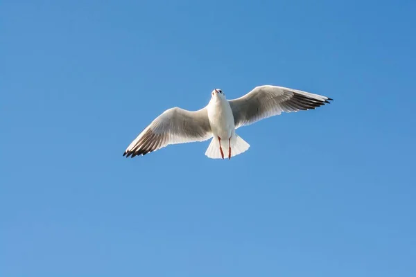 青い空を飛ぶ白いカモメの低角度ショット — ストック写真