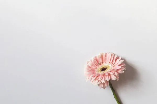 Różowa Gerbera Białym Tle Miejscem Tekst — Zdjęcie stockowe