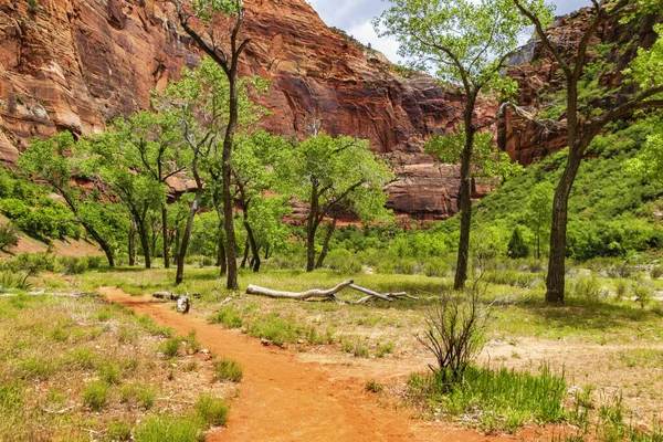 Les Beaux Arbres Verts Sous Les Falaises Parc National Zion — Photo