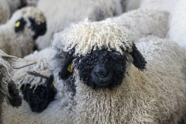 Śmieszne Czarne Owce Nosem Górach Zermatt Valais Wallis Szwajcaria — Zdjęcie stockowe