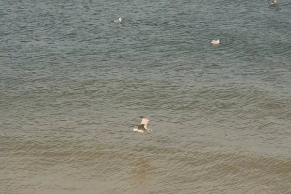 Tiro Alto Ángulo Gaviotas Volando Nadando Sobre Mar Ondulado — Foto de Stock