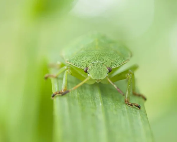 Macro Insecto Vida Silvestre Plaga —  Fotos de Stock