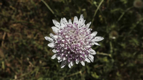 Macro Una Flor Blanca Púrpura —  Fotos de Stock