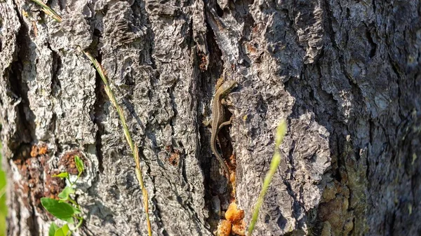 Mise Point Sélective Lézard Sur Une Écorce Arbre — Photo