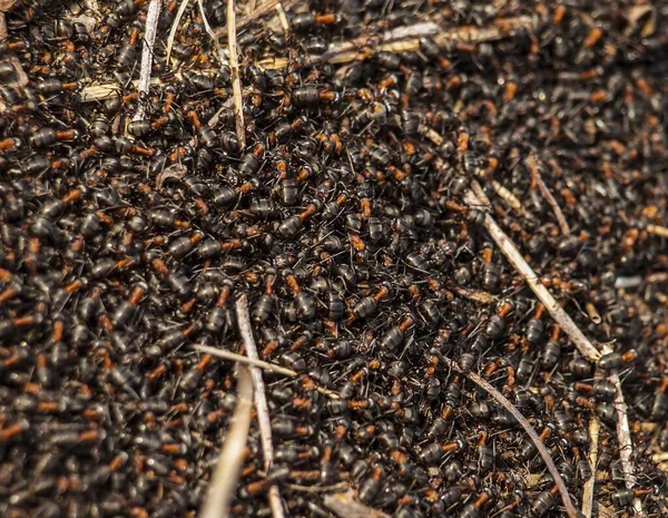 Makro Mrówki Życie Mrówek Przyrodzie — Zdjęcie stockowe