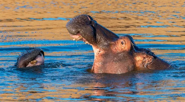 日光の下で湖の中の2匹のカバのクローズアップショット — ストック写真