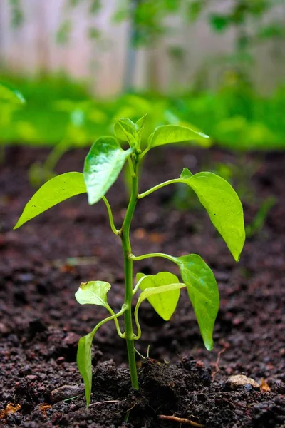 Primer Plano Vertical Una Pequeña Planta Que Crece Jardín —  Fotos de Stock