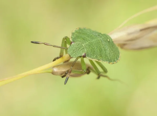 虫のマクロ 害虫の野生生物 — ストック写真