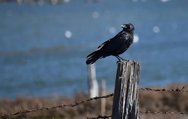 Corbeau Noir Américain Sur Support Bois Dans Une Clôture Fil — Photo