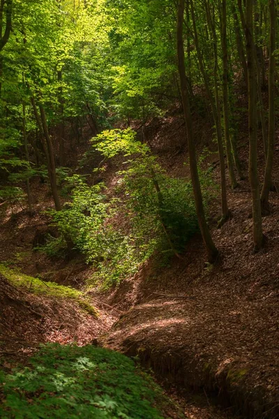 Uma Bela Paisagem Uma Floresta Com Vegetação Monte Árvores Altas — Fotografia de Stock