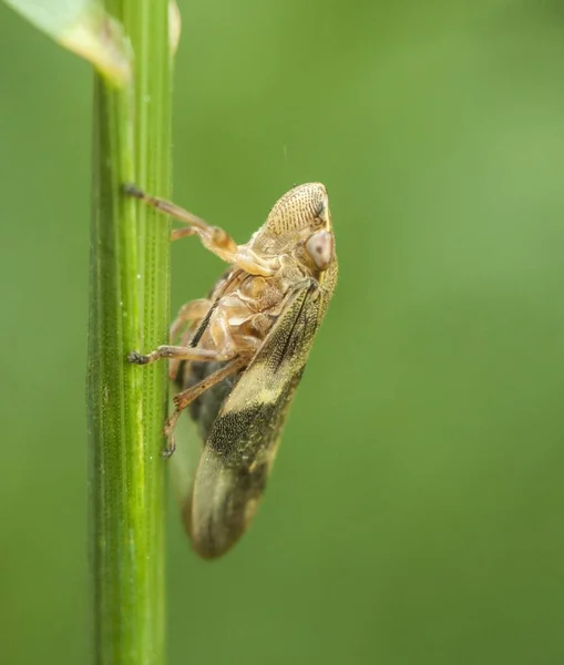 虫のマクロ 害虫の野生生物 — ストック写真