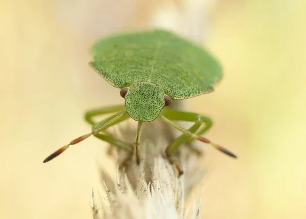 Μακροεντολή Bug Άγρια Φύση Των Παρασίτων — Φωτογραφία Αρχείου