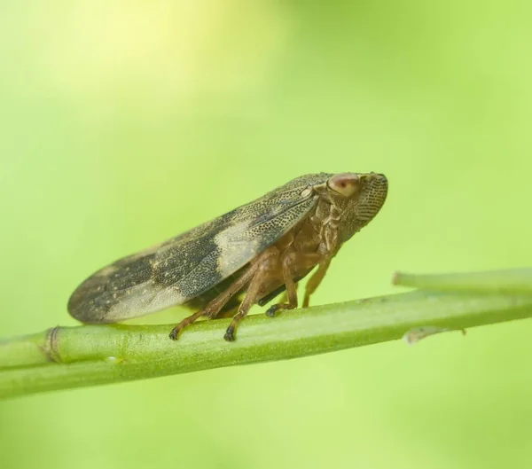 Μακροεντολή Bug Άγρια Φύση Των Παρασίτων — Φωτογραφία Αρχείου