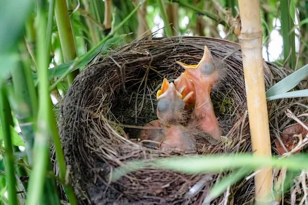 Três Filhotes Pássaros Pretos Abrindo Boca Para Comer Num Ninho — Fotografia de Stock
