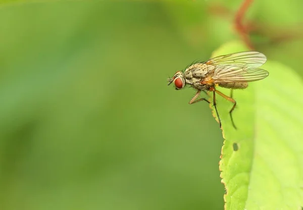 Macro Fotografía Moscas Mosca Primer Plano Insecto Naturaleza —  Fotos de Stock