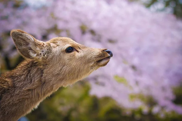 日本奈良公园一只好奇的小鹿的特写镜头 — 图库照片
