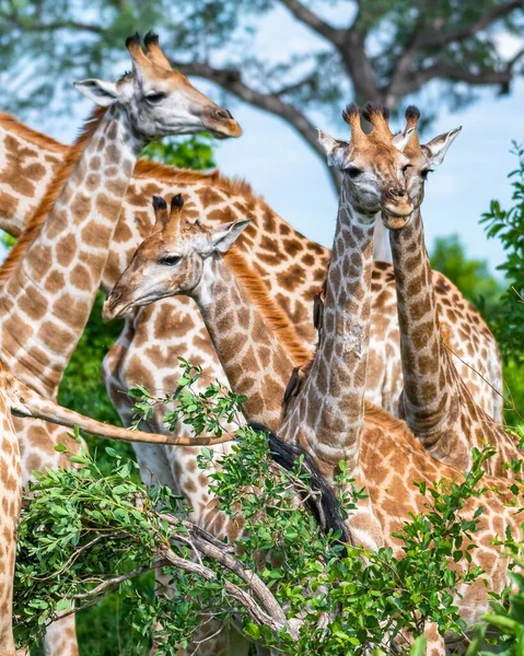 Une Mise Point Sélective Verticale Girafes Avec Des Arbres Sur — Photo