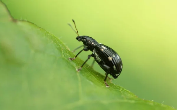 Macrophotography Beetle Nature — Stock Photo, Image
