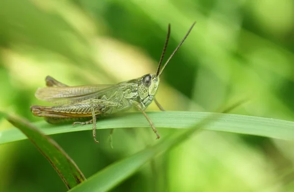 Macrophotography Grasshopper Field — Stock Photo, Image