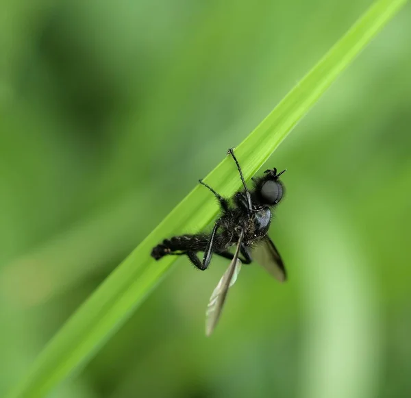 Makro Valokuvaus Kärpäsiä Lähikuva Lentää Hyönteinen Luonteeltaan — kuvapankkivalokuva