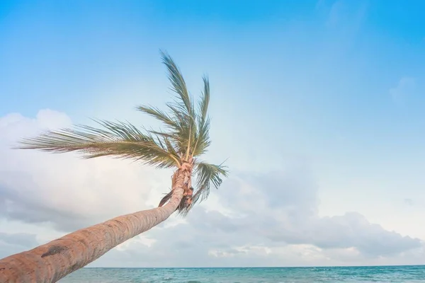 Eine Flache Aufnahme Einer Palme Mit Blick Auf Ein Meer — Stockfoto