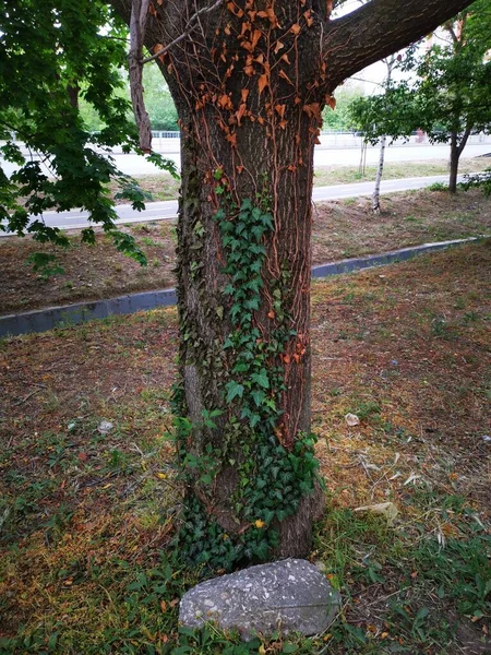 Altında Büyük Bir Taş Olan Bir Ağaç Gövdesine Tırmanan Bir — Stok fotoğraf