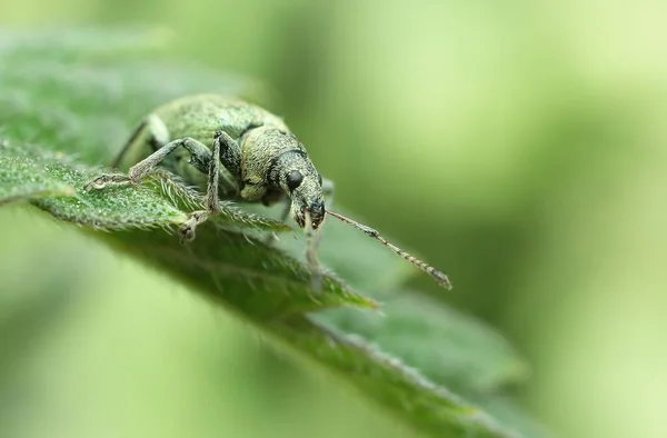 Macrofotografía Escarabajo Naturaleza —  Fotos de Stock