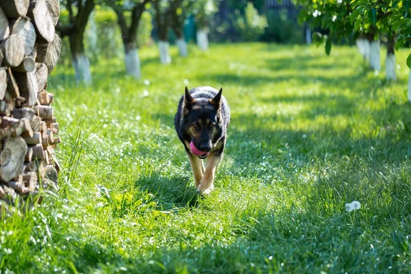 草の上でおもちゃで遊んでいるドイツの羊飼いの犬 — ストック写真