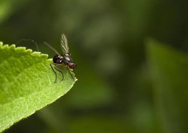 Macro Photographie Mouches Gros Plan Mouche Insecte Dans Nature — Photo