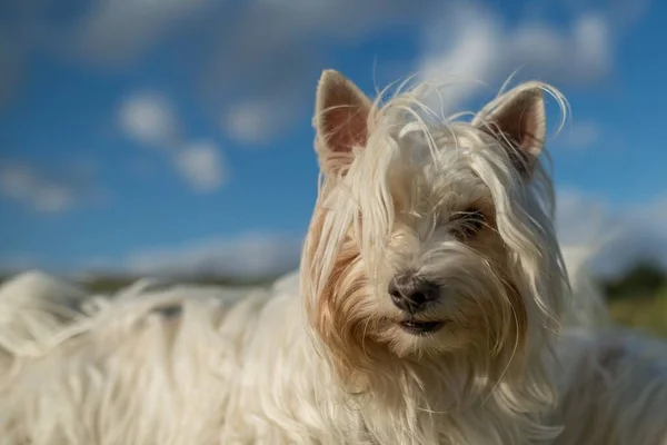 Cão Terrier Yorkshire Branco Entre Gramíneas Céu Fundo — Fotografia de Stock