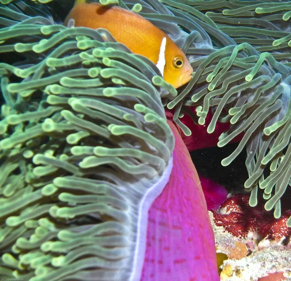 Під Водою Видніється Жовта Риба Амфіпріон — стокове фото
