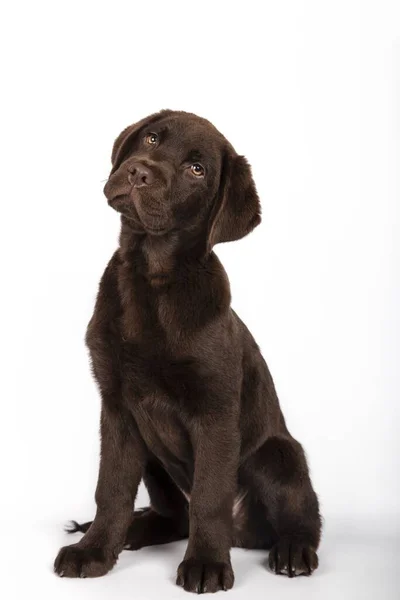 Plano Vertical Curioso Cachorro Chocolate Labrador Sobre Fondo Blanco —  Fotos de Stock