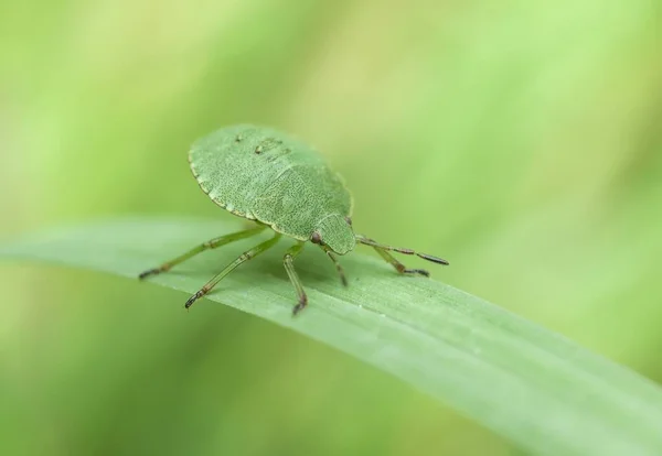 虫のマクロ 害虫の野生生物 — ストック写真