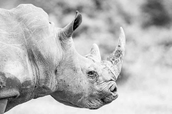 Cliché Niveaux Gris Rhinocéros Debout Sur Champ Avec Fond Flou — Photo