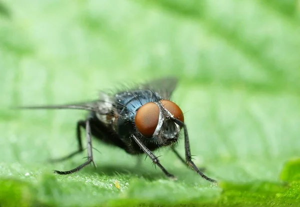 Sineklerin Makro Fotoğrafları Yakın Çekim Sinekleri Doğadaki Böcekler — Stok fotoğraf