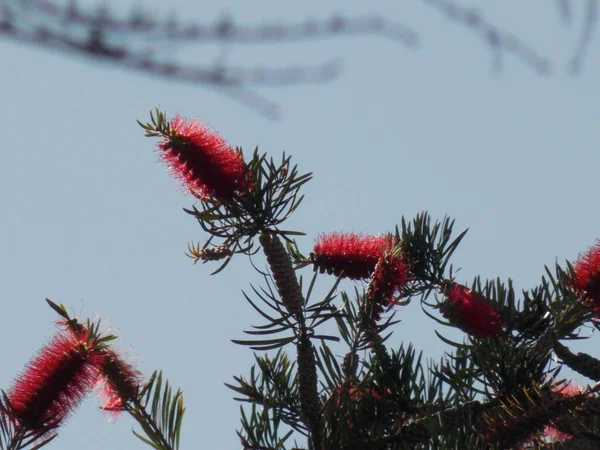 Krásné Červené Endemické Květiny Kartáček — Stock fotografie