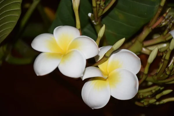 Primer Plano Dos Flores Brotes Frangipani Blanco Que Florecen Árbol — Foto de Stock