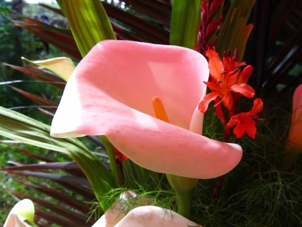 Closeup Shot Bouquet Pink Arum Lily Flower — Stock Photo, Image