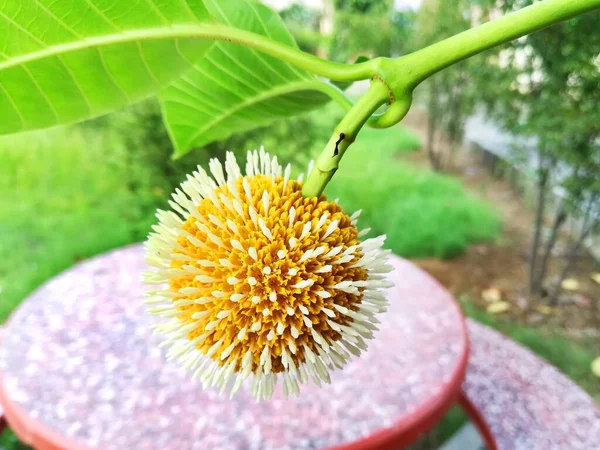 Fiore Neolamarckia Cadamba Nell Ambiente Naturale — Foto Stock