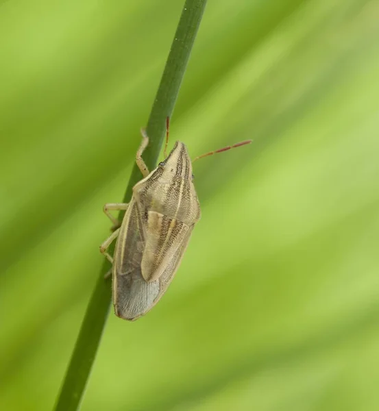 Skalbaggens Makrofotografi Naturen — Stockfoto