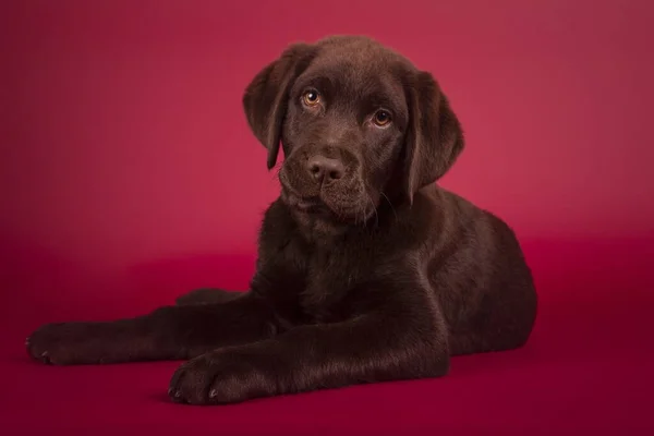 Een Close Shot Van Een Mooie Chocolate Labrador Puppy Zittend — Stockfoto