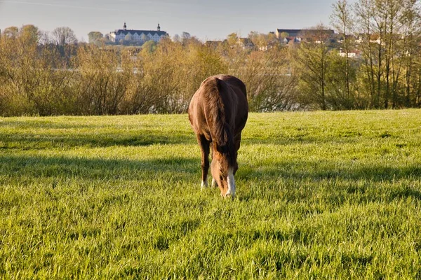 Koń Pasący Się Zielonej Łące Zamkiem Plon Tle Niemczech — Zdjęcie stockowe